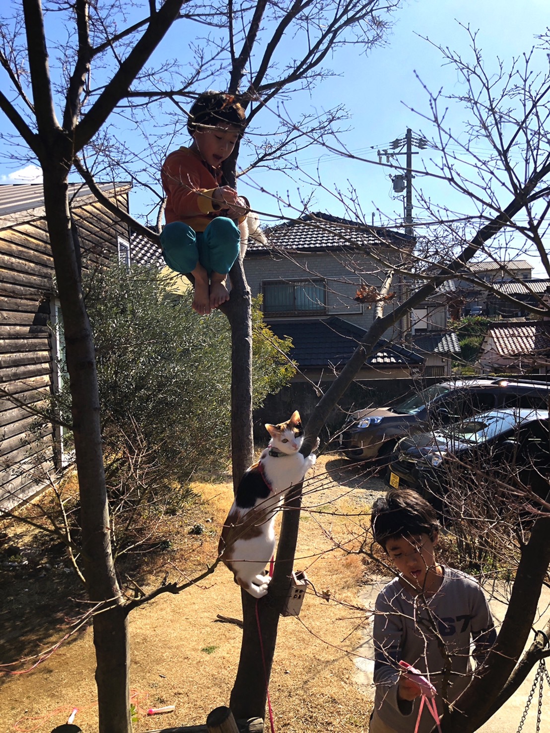 No.87 猫と木登り1